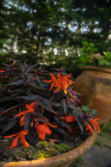 Begonia boliviensis bossa nova decorative and ornamental garden plant in a pot with orange flowers