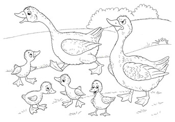Fototapeta na wymiar At the farm. Family of cute geese. Coloring page. Illustration for children. Cute and funny cartoon characters