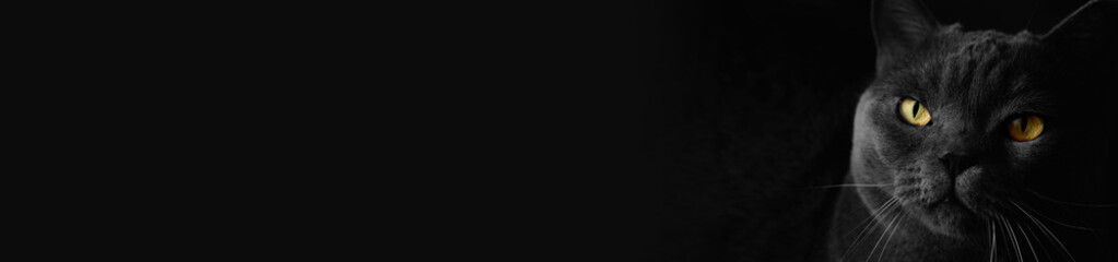 Black british cat closeup face with yellow eyes in dark background. horizontal banner with space for text.