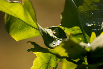 green oak leaves on a background of green nature © Paulina