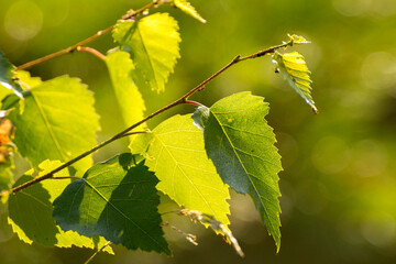 green birch leaves on the background of green nature