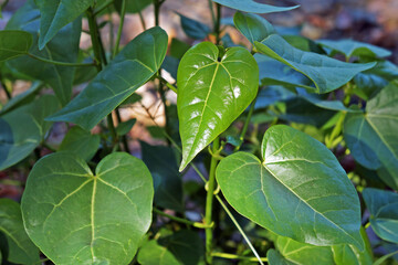 Beach hibiscus new leaves (Hibiscus tiliaceus)