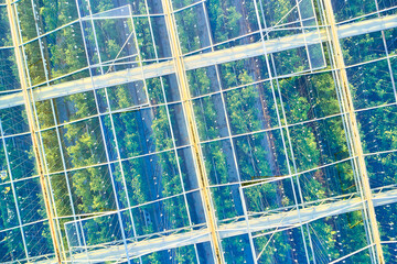 Young, robust plants grow in a greenhouse. Top view through the glass roof