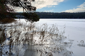 Zima nad jeziorem. Biały śnieg przykrył taflę lodu, gdzieniegdzie widać tropy dzikich,...