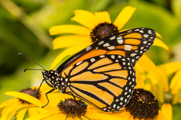 Monarch Butterfly (Danaus plexippus)