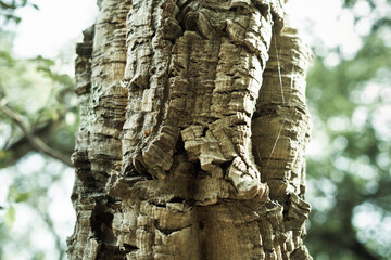 Cork Oak bark texture, close-up.