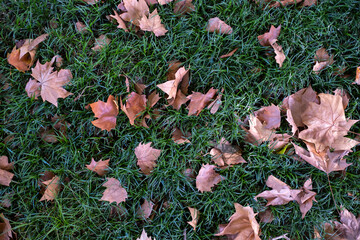 Fallen dry leaves lie on the green grass.