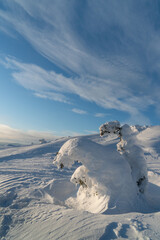 Winter landscape with snow-covered trees. Kandalaksha. Murmansk region