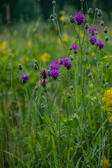 flowers in the field