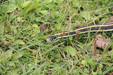 Snake Looking Up, Strathcona Wilderness Centre, Alberta