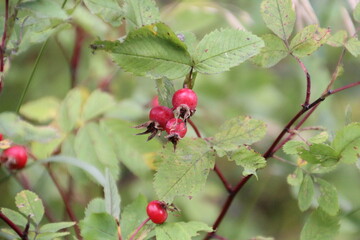 Obraz premium Seeds Of Autumn, Strathcona Wilderness Centre, Alberta