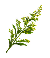 Small  sprig of goldenrod (Solidago) flowers and buds with green leaves isolated