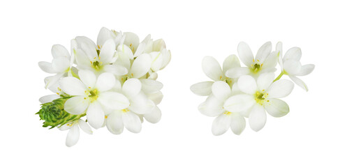Set og white ornithogalum flowers isolated