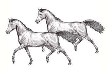 Obraz na płótnie Canvas Beautiful arabian horses. Pencil portrait of a horse. Equine drawing. 