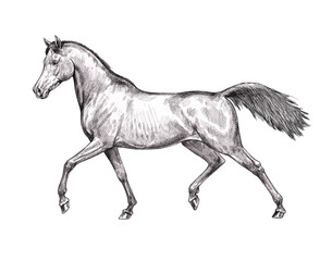Naklejka na ściany i meble Beautiful arabian horse. Pencil portrait of a horse. Equine drawing. 