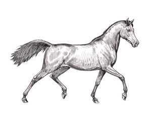 Beautiful arabian horse. Pencil portrait of a horse. Equine drawing.	
