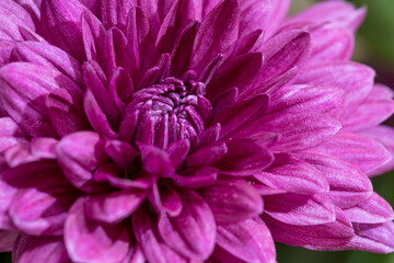 Macro shot of a purple flower