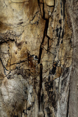 old brown rustic dark wood texture