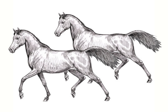 Beautiful arabian horses. Pencil portrait of a horse. Equine drawing.	
