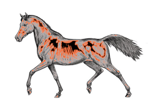 Horses drawing for veterinarians. Running horse full of energy. Equine drawing.
