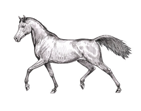 Beautiful arabian horse. Pencil portrait of a horse. Equine drawing.	