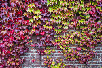 Autumn ivy leaves covering red brick wall of a house. Autumnal background.