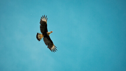 A hawk flying in the blue sky with space
