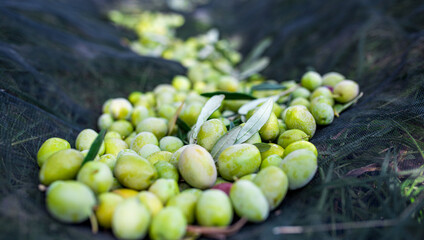 Olive Harvest