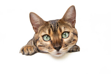 Bengal cat in photostudio