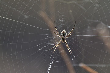 ARAÑA EN SU RED