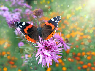 Macro of butterfly Vanessa atalanta collecting nectar on asters in sunny rays