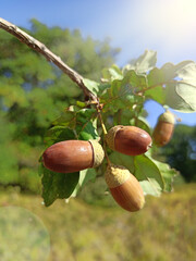 Acorns with leaves hang on branch. Fruits of oak