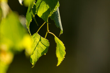 green birch leaves on the background of green nature