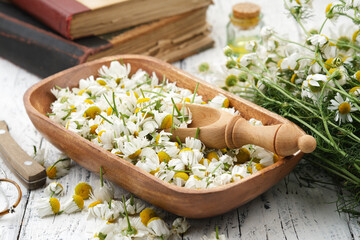 Wooden bowl of plucked daisy flowers, wooden scoop of Chamomile buds. Bunch of daisy flowers, oil or tincture bottle and old books on background. Alternative medicine. - obrazy, fototapety, plakaty