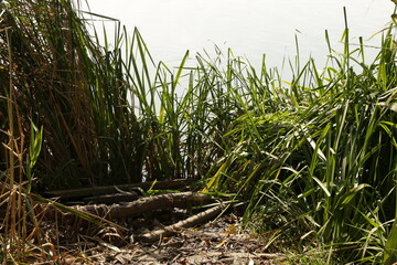 Grass and reeds at the lake