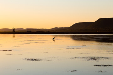 A coastal lagoon with a heron in silhouette seen during a beautiful late summer golden hour afternoon, Carleton-sur-mer, Quebec, Canada