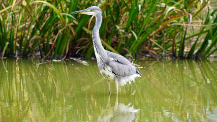 Heron