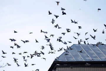 A lot of pigeons in the sky