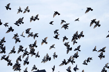 A lot of pigeons in the sky