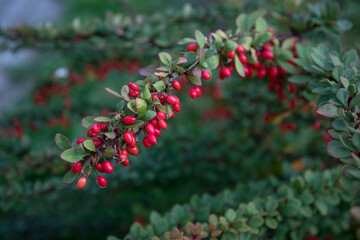 Obraz premium A barberry bush with bright fruits in the garden. Bright red barberry berries on a branch. Soft focus