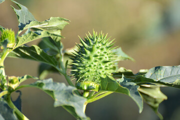 In nature, a poisonous plant grows - Datura stramonium