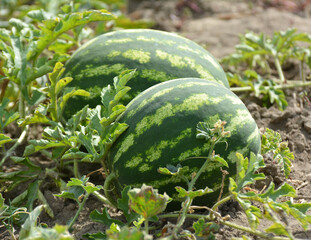 Watermelons ripen in the field