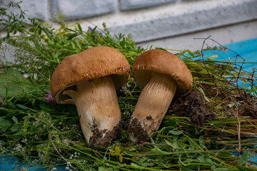 mushroom in the grass
