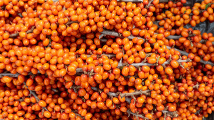Fresh orange sea buckthorn berries on the branches, background.