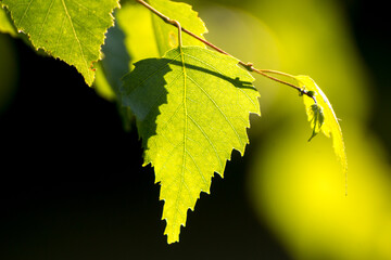 green birch leaves on the background of green nature