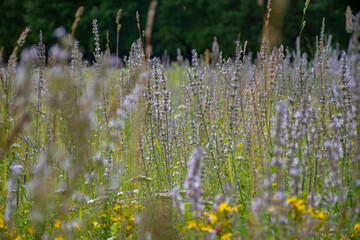 glade of lilac flowers