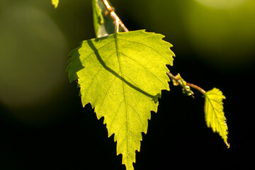 green birch leaves on the background of green nature © Paulina