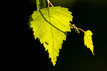 shadow of an ant on the green leaf of a birch © Paulina