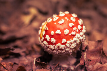 Amanita mushroom in the autumn forest among fallen leaves