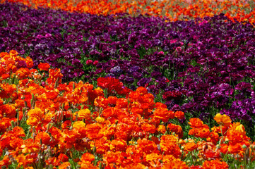 The Flower Fields at Carlsbad Ranch